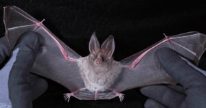 pipistrelli