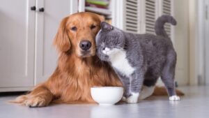 Cani e gatti