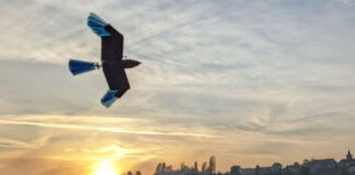 drone-uccello-il-nuovo-robot-alato-e-in-grado-di-volare-per-lunghe-distanze-2
