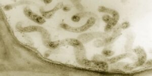 forma di vita