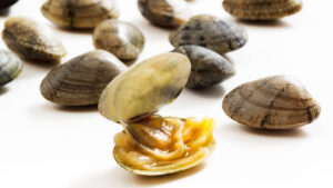 vongole antibiotico