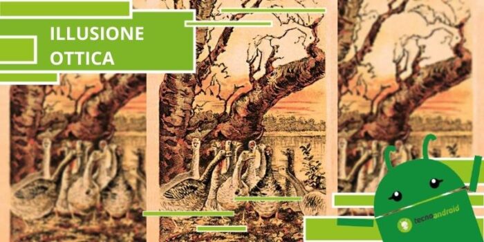 Illusione Ottica, è assurdo da credere ma tra le papere si nasconde una volpe