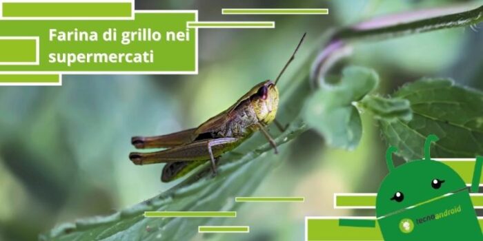 Farina di grillo, è già presente in molti prodotti di supermercato e non lo sapete