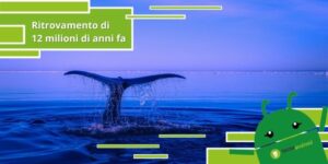 Teschio di balena, il ritrovamento risale a ben 12 milioni di anni fa