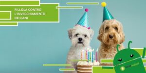 Cani, gli scienziati stanno elaborando una medicina che gli allungherà la vita