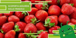 Fragole, è assurdo ma quelli che vedete sul frutto non sono semi