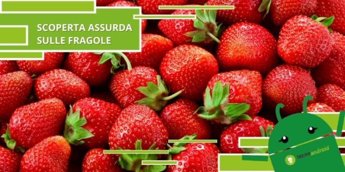 Fragole, è assurdo ma quelli che vedete sul frutto non sono semi