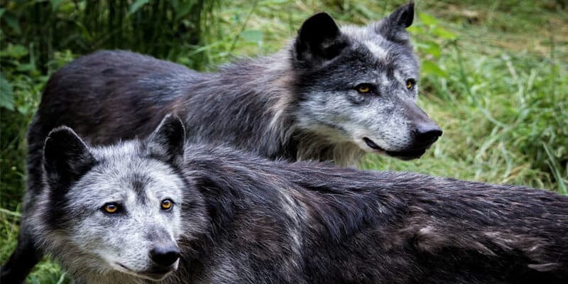 Il grigio è la classica tonalità associata ai lupi, eppure in Nord America si sta verificando uno strano fenomeno