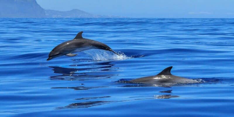 Inquinamento acustico, i delfin