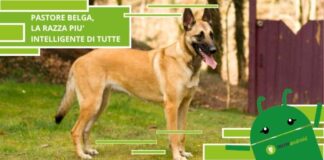 Cani, il pastore belga è la razza più intelligente in assoluto