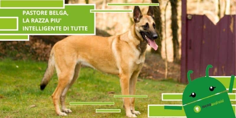 Cani, il pastore belga è la razza più intelligente in assoluto