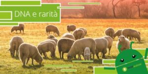 DNA - orsi polari, lemuri e pecore sono più simili di quanto crediate