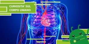 Corpo umano, ecco quanto è lungo il nostro sistema circolatorio