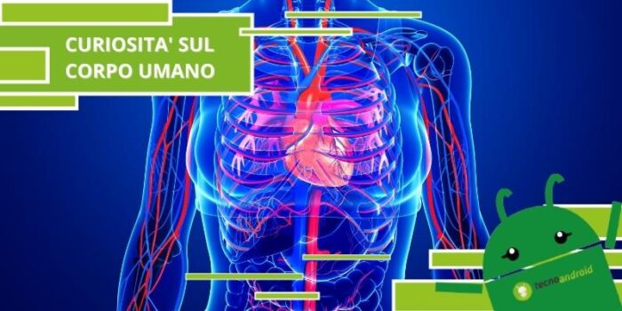 Corpo umano, ecco quanto è lungo il nostro sistema circolatorio