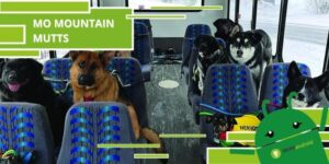 Autobus per cani, si trova in Alaska e rende felici gli animali della cittadina