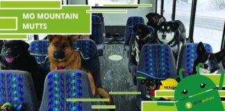 Autobus per cani, si trova in Alaska e rende felici gli animali della cittadina