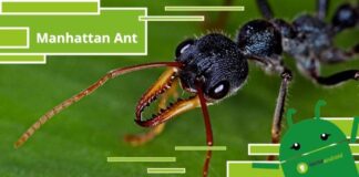 Manhatt Ant, trovata una formica rara che nemmeno la scienza conosceva