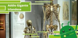 Gigante Irlandese, rimosso dalla mostra lo scheletro umano alto più di 2 metri