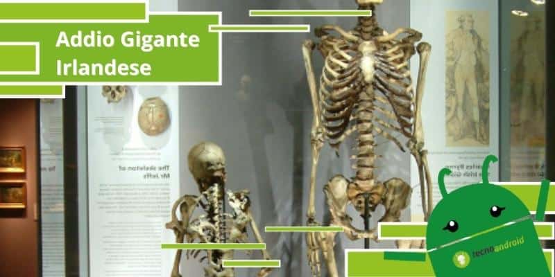 Gigante Irlandese, rimosso dalla mostra lo scheletro umano alto più di 2 metri