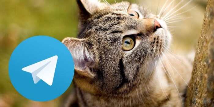 telegram