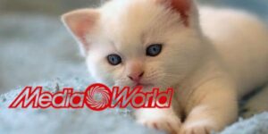 mediaworld