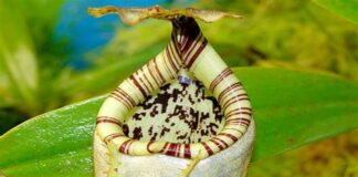 Una pianta carnivora del Borneo