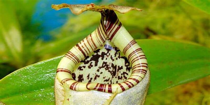 Una pianta carnivora del Borneo