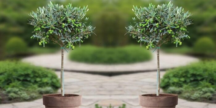 alberi devono essere piantati
