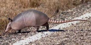 animale-teoricamente-grado-resistere-proiettile