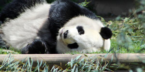 Illusione ottica in 12 secondi, trova il panda che si è perso