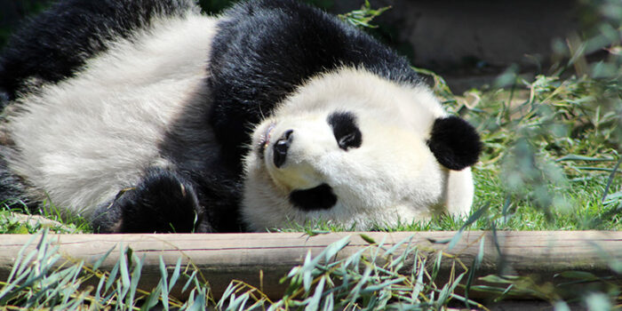 Illusione ottica in 12 secondi, trova il panda che si è perso