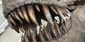 che i T-Rex sono intelligenti come gli scimpanzè