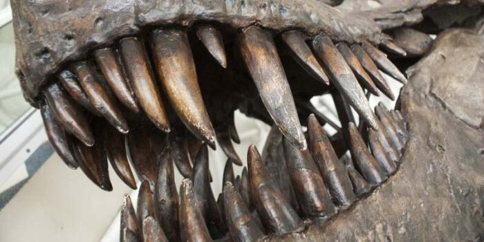 che i T-Rex sono intelligenti come gli scimpanzè