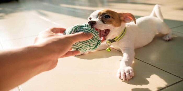 gadget cani