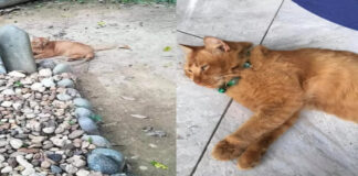 hachiko-della-malesia-un-gatto-visita-quotidianamente-la-tomba-del-padrone