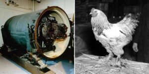 le galline per far detonare le bombe atomiche