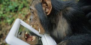 l’intelligenza artificiale per tradurre il linguaggio degli animali