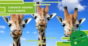 Giraffe, preparatevi a conoscere le curiosità più assurde sull'animale della savana