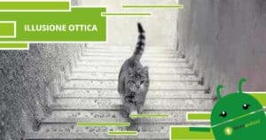 Illusione Ottica, questo gatto sulle scale farà impazzire la vostra vista