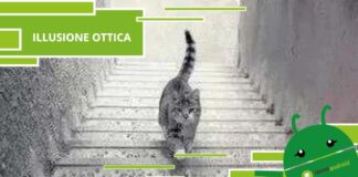 Illusione Ottica, questo gatto sulle scale farà impazzire la vostra vista