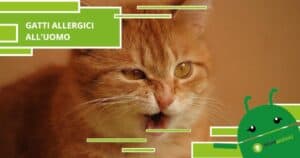 Gatti, anche loro possono essere allergici a noi esseri umani