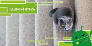 Illusioni Ottiche, questo gatto che scende (o sale) le scale vi confonderà