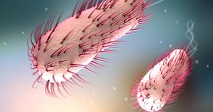 Un’ameba letale che mangia il cervello
