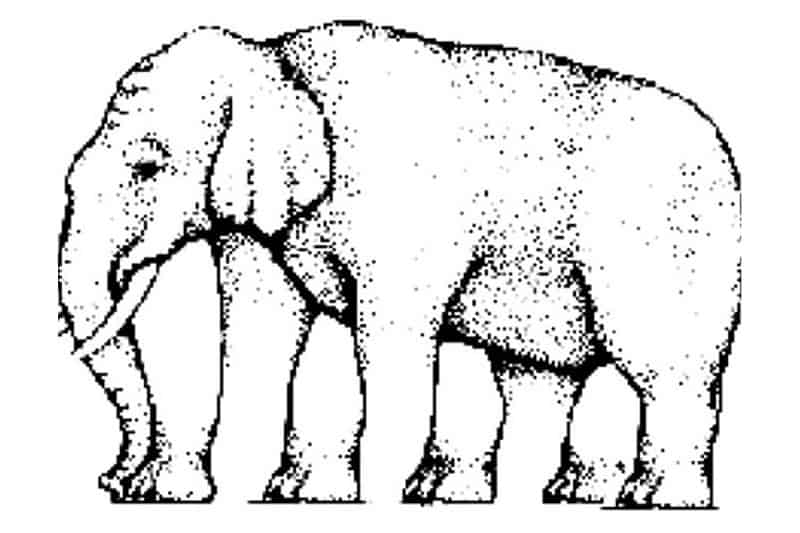 Illusione ottica sul numero di zampe dell'elefante