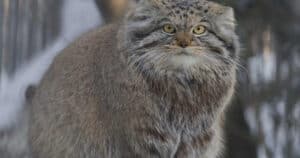 gatto raro everest