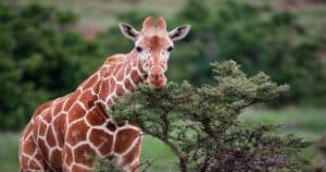 giraffe