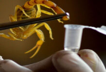 il-veleno-di-scorpione-potrebbe-essere-il-liquido-piu-costoso-al-mondo