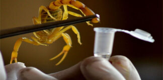 il-veleno-di-scorpione-potrebbe-essere-il-liquido-piu-costoso-al-mondo