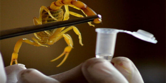 il-veleno-di-scorpione-potrebbe-essere-il-liquido-piu-costoso-al-mondo