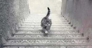 illusione-ottica-nessuno-sa-dire-se-il-gatto-stia-salendo-o-scendendo